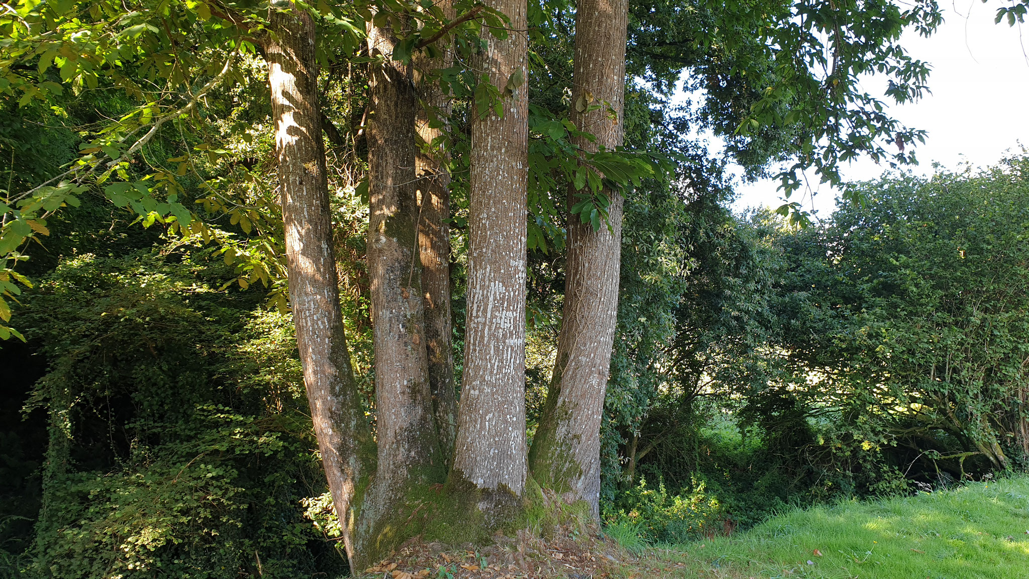 Ein fünfstämmiger Kastanienbaum