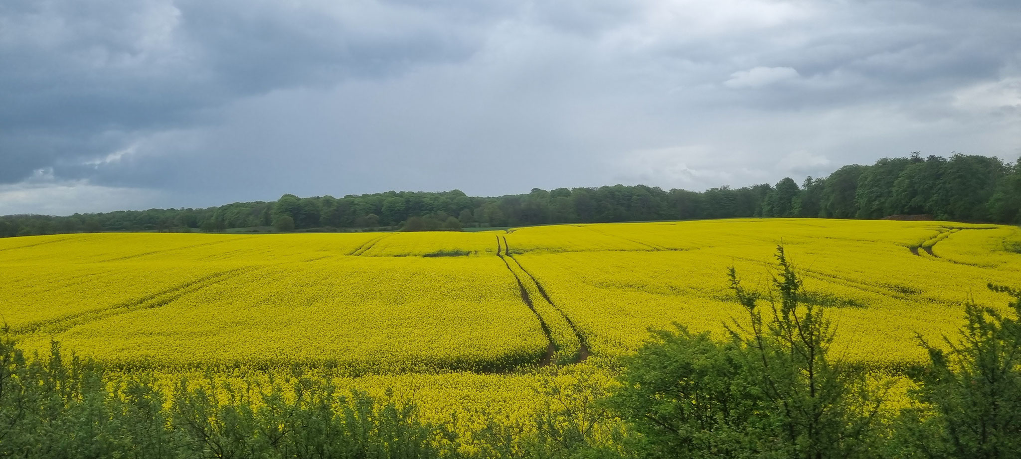 Raps wohin das Auge reicht...