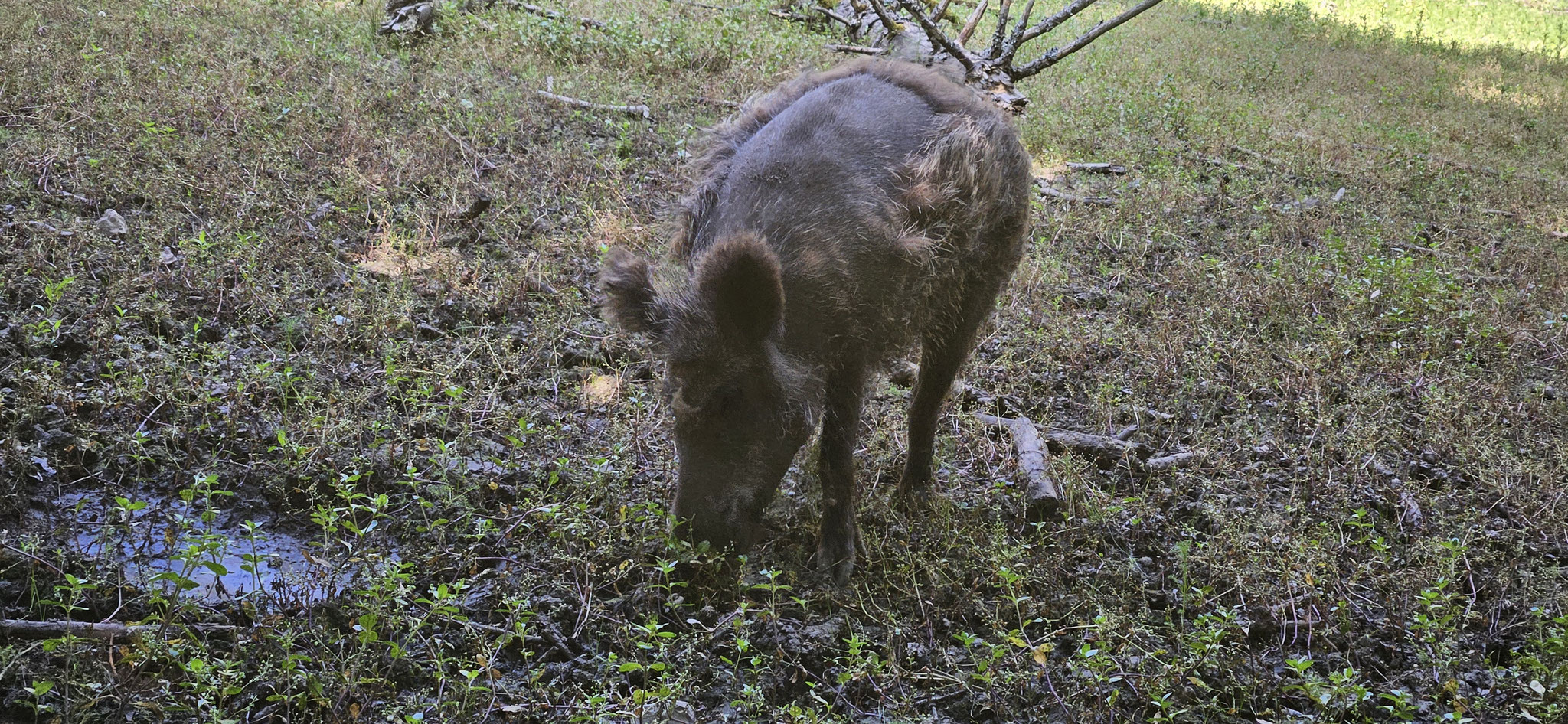 Schweinchen mit Glatze