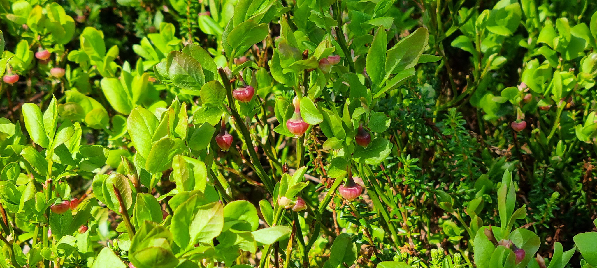 Die Blaubeeren sind bald bereit