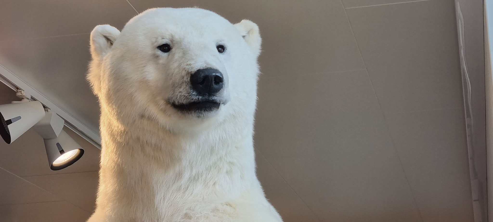 Was für ein schöner Eisär