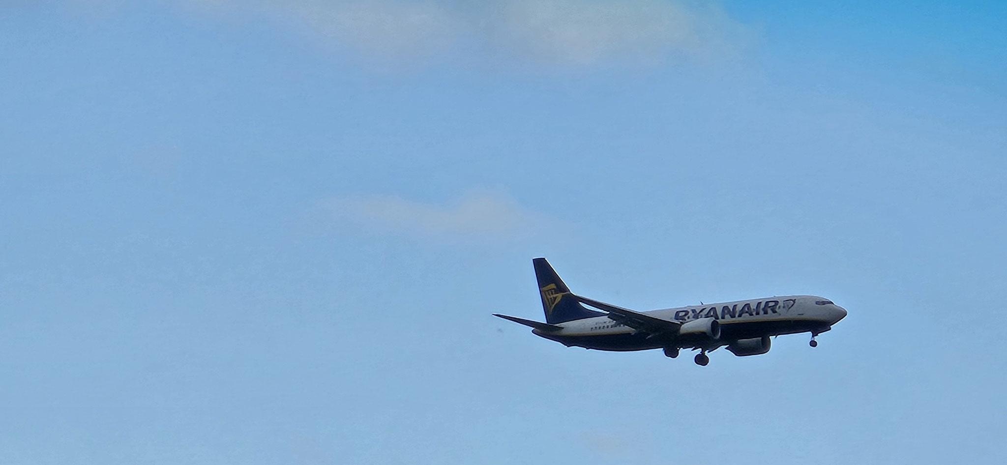 Grosse Vögel direkt über Bobi - sogar 3 fliegende Fasane