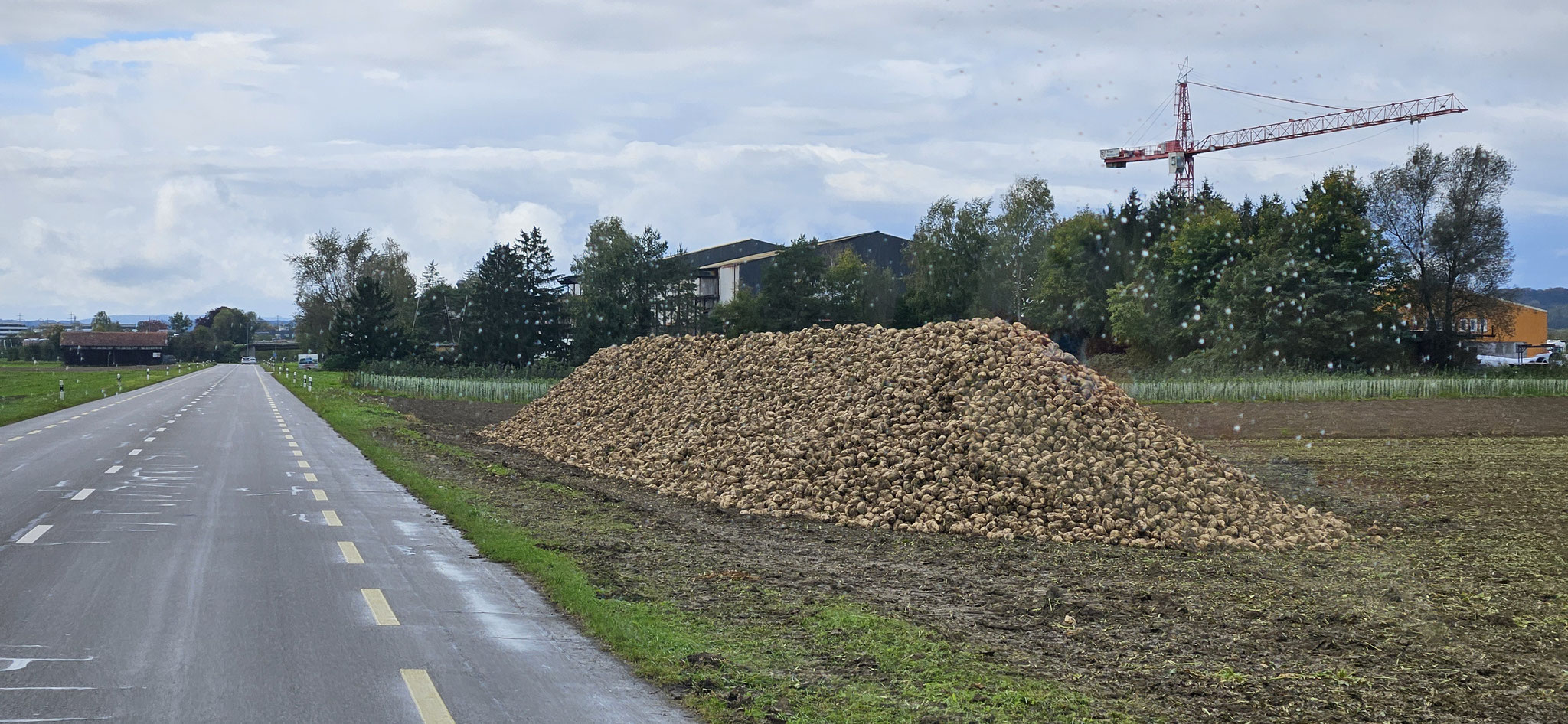 Zuckerrübenberg