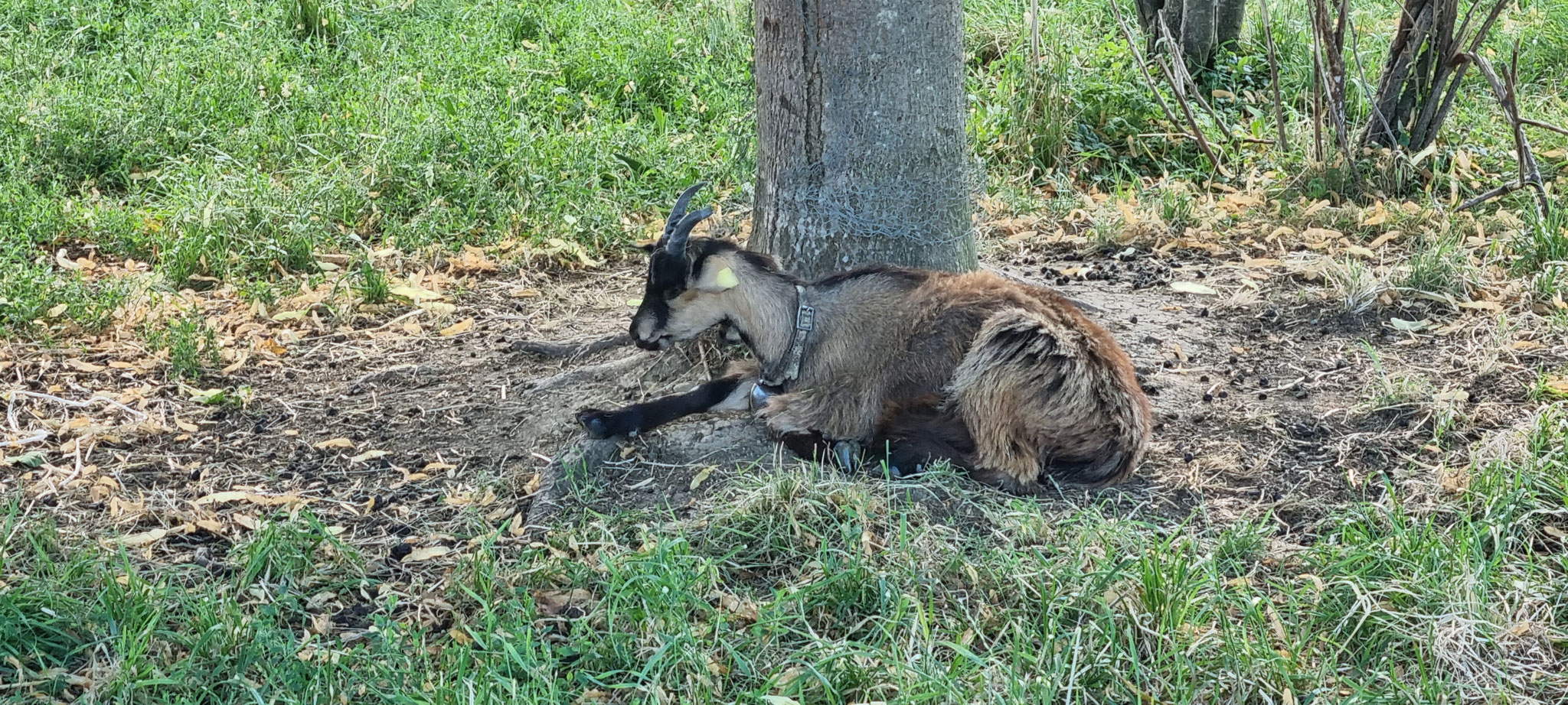 Ein Besuch bei den Stiefelziegen darf nicht fehlen