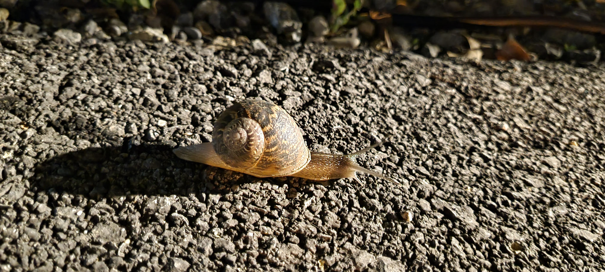 Schneckchen kriecht auch ins Bett