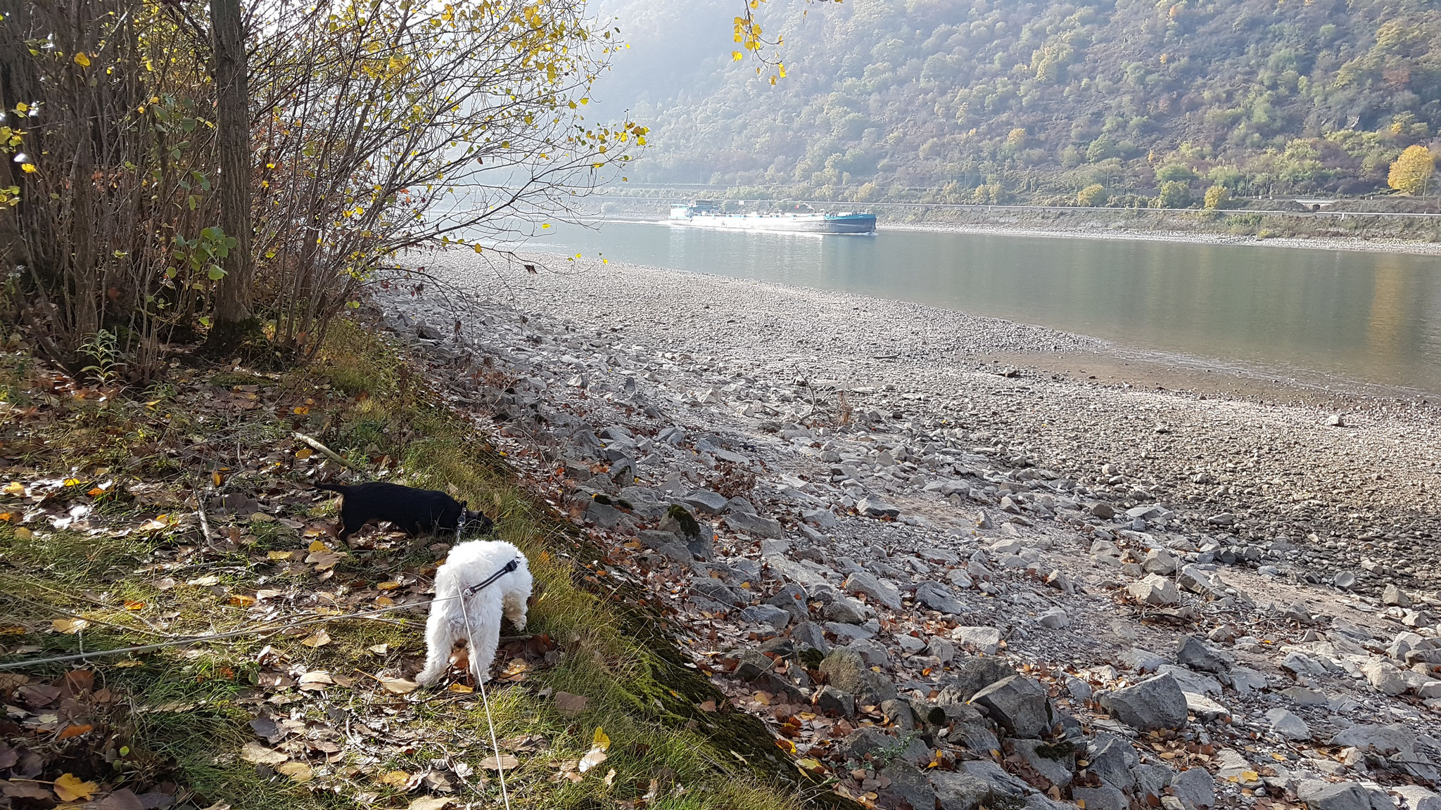 Wilson & Olly sehen nicht einmal den Frachter vor lauter Schnüffeln