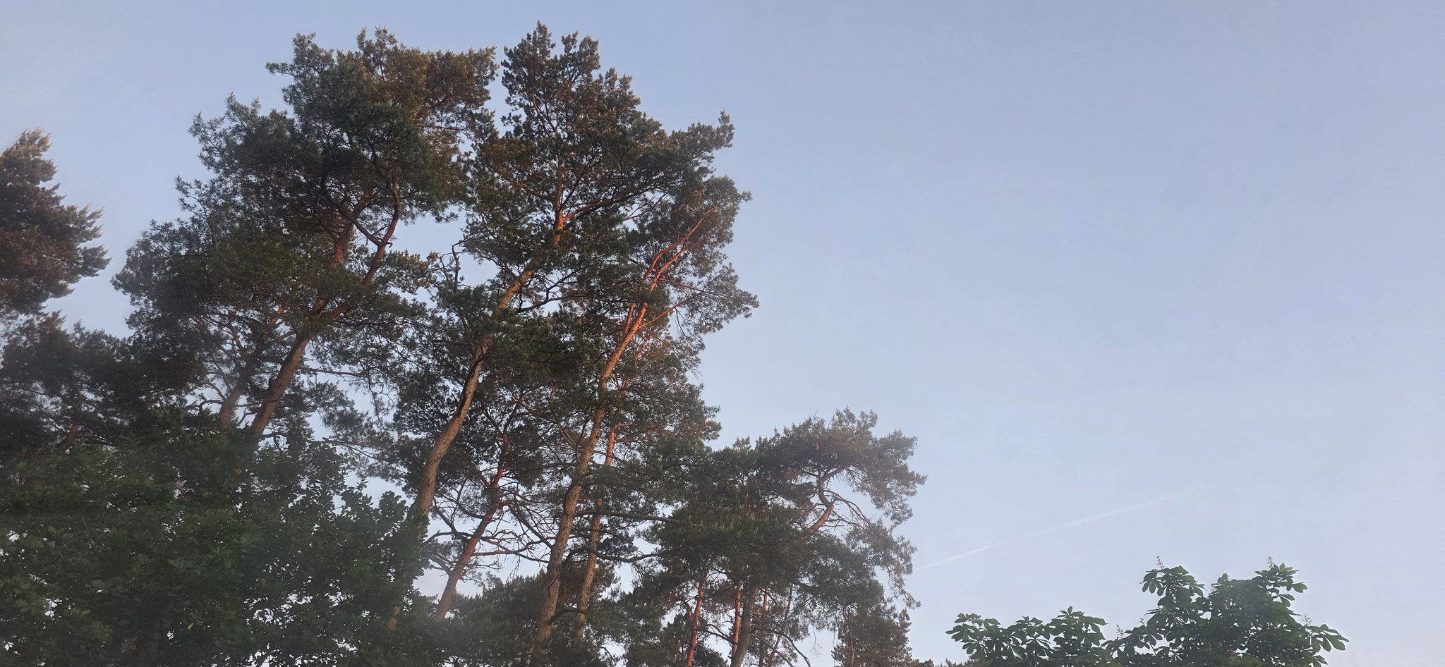 Guten Morgen Soltau