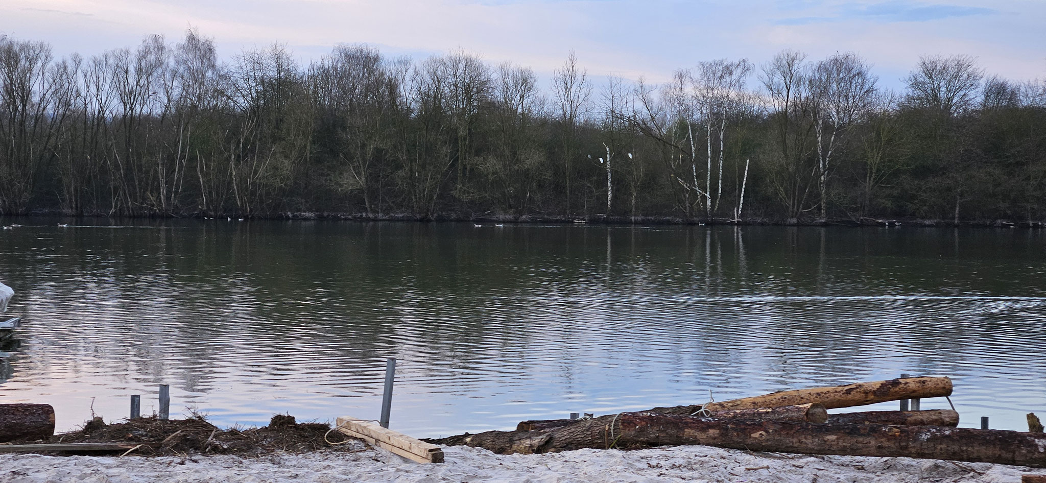Seenplatte in Northeim mit weissen Reihern in den Bäumen