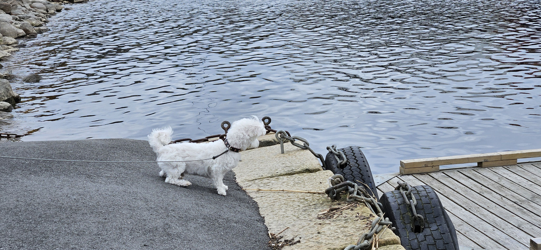 Wilson guckt ins Wasser - erschrickt aber fürchterlich