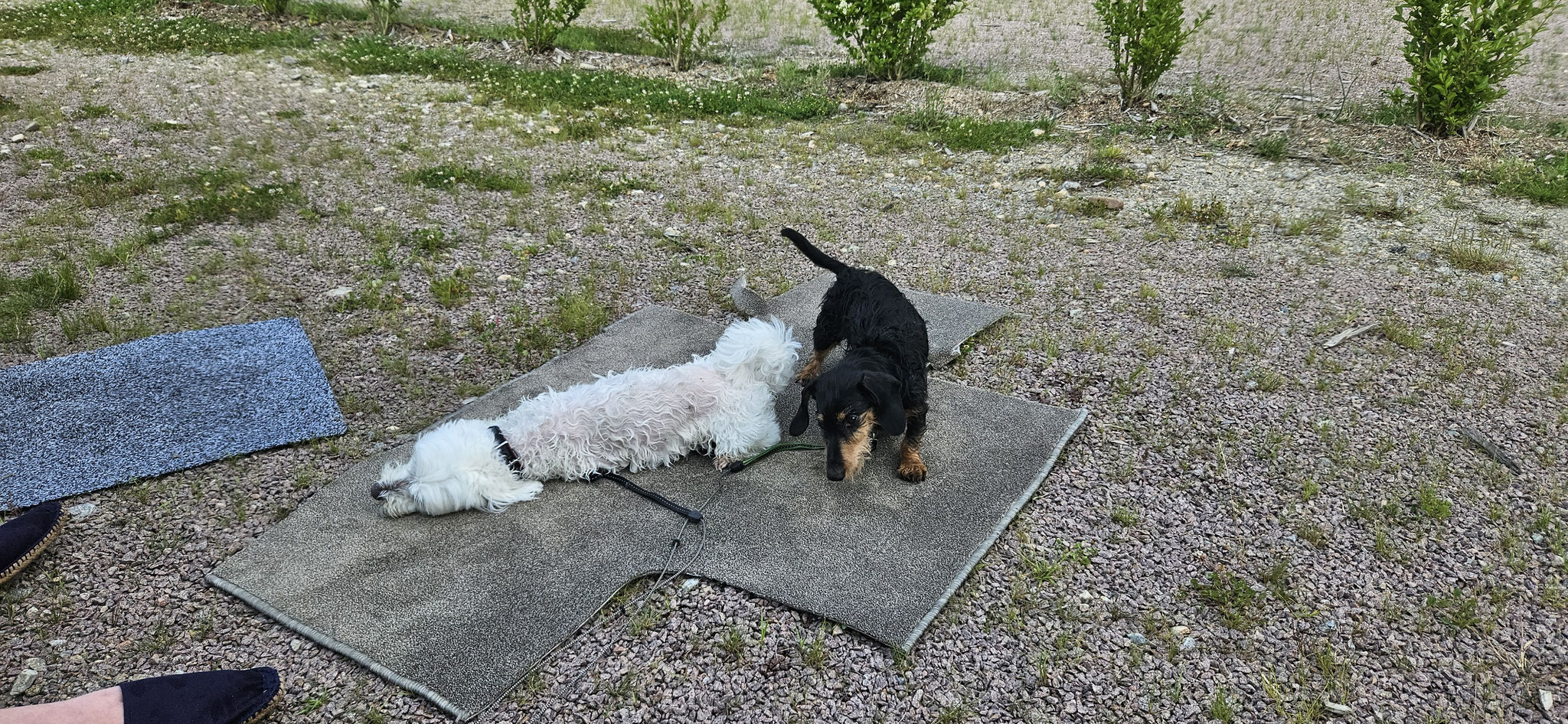 ...auch wenn sich Olly noch mehr schonen sollte