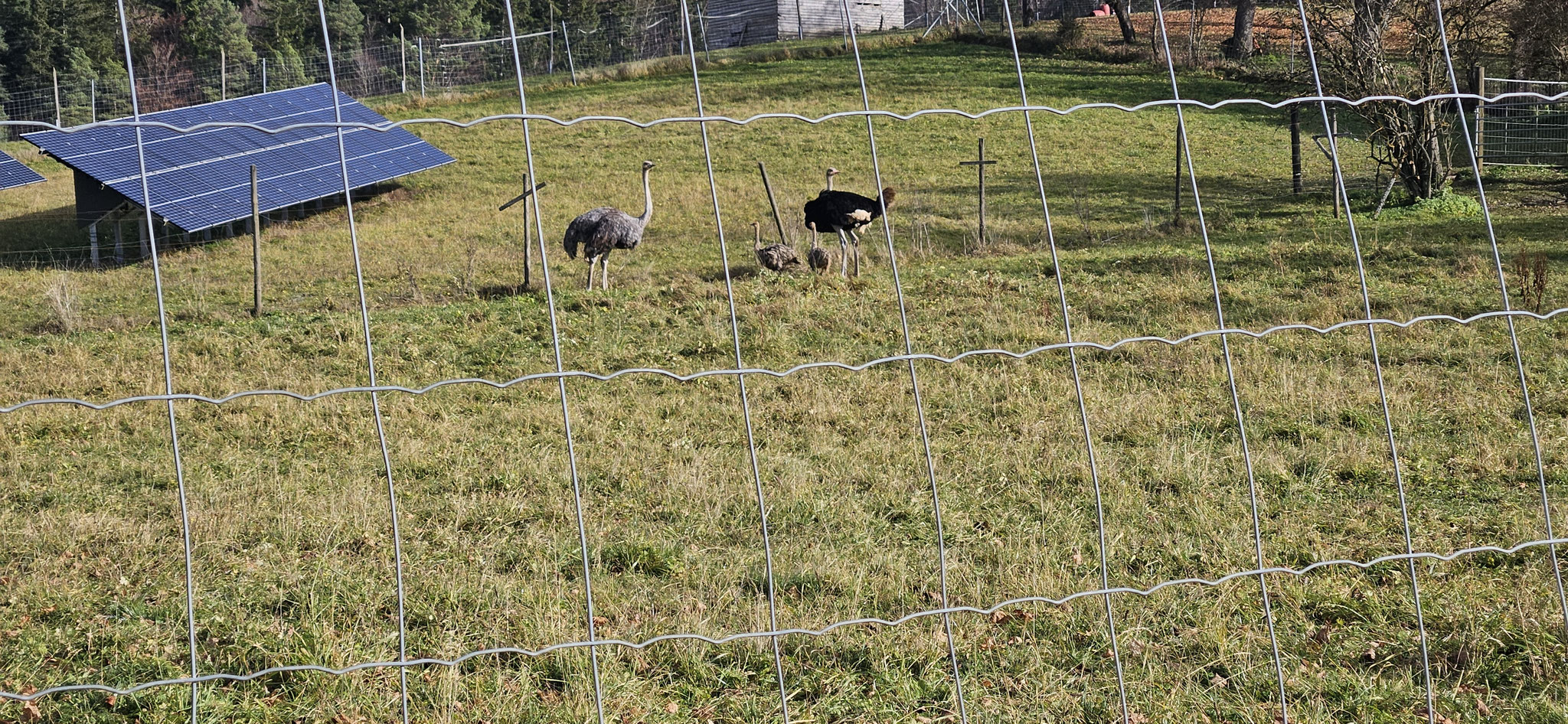 ...bei der Straussenfarm