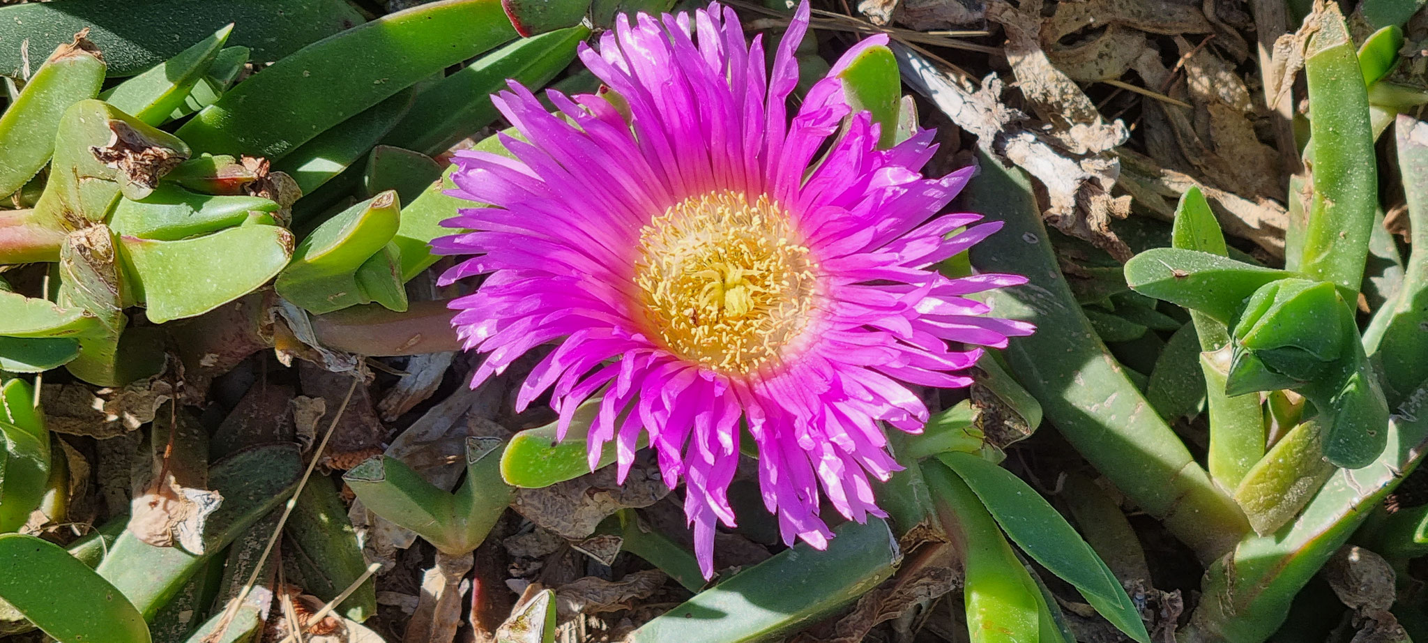 Ein Sonntag-Abend-Blümchen