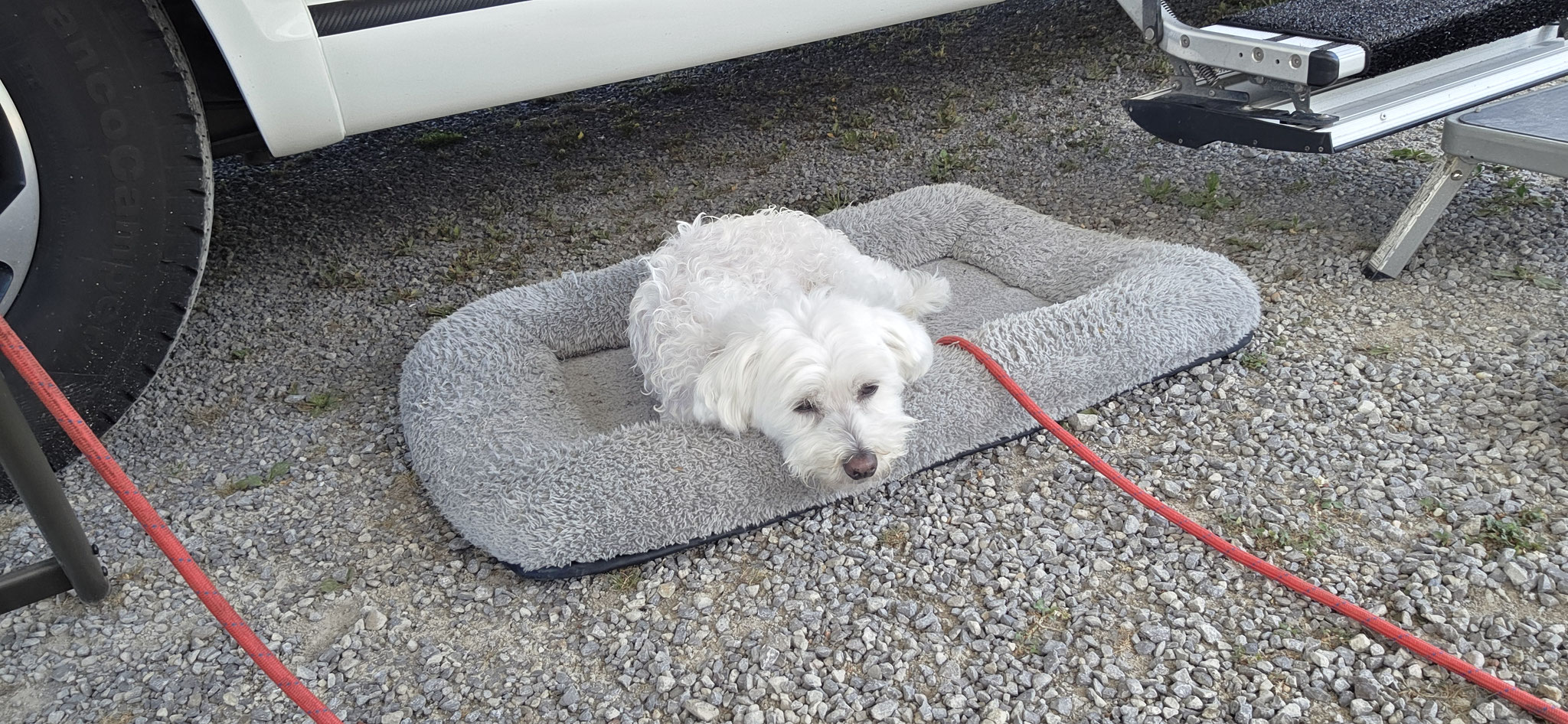 Hundebettchen ist etwas für Hunde...