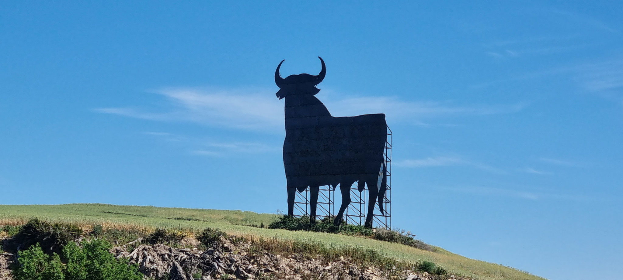 Ein Torro - diesmal von vorne