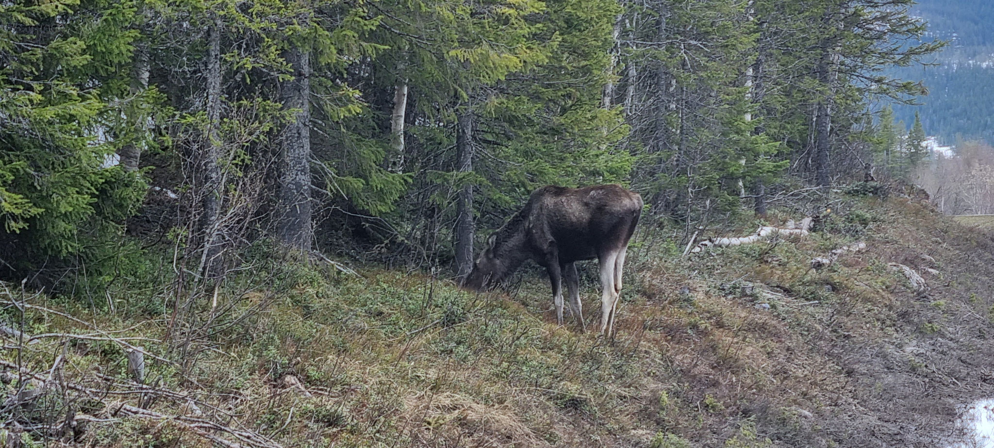 ...und der 20. Elch in freier Wildbahn für uns