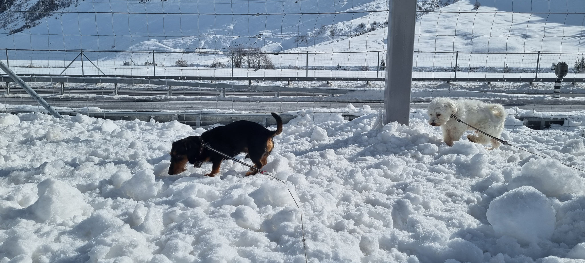 ...der erste Schnee ist noch ungewohnt