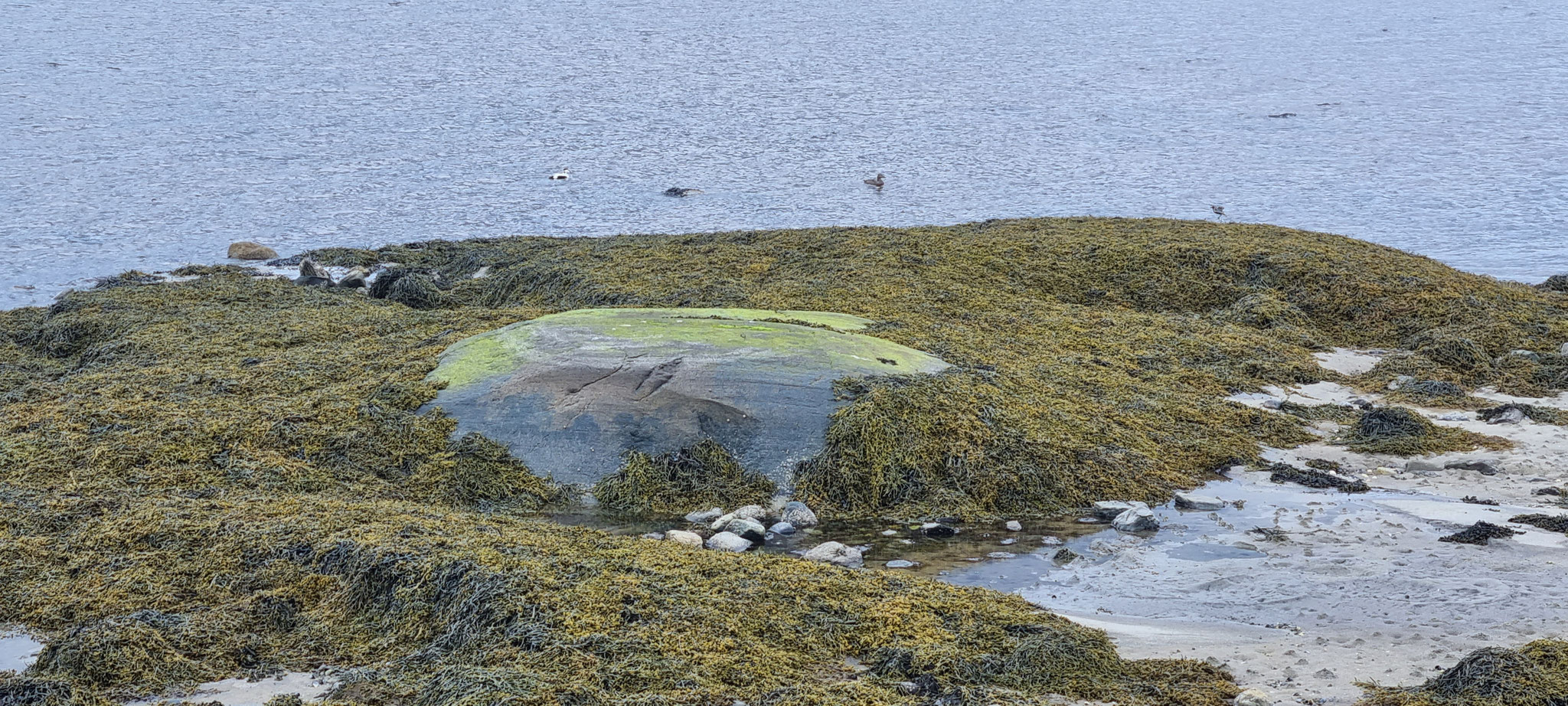 Meer-Spiegelei