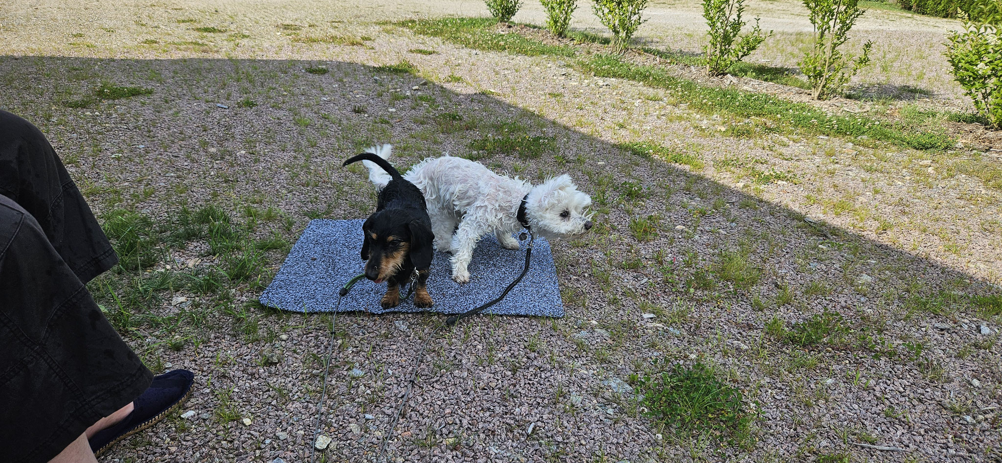 Abkühlung durch die Aussendusche...
