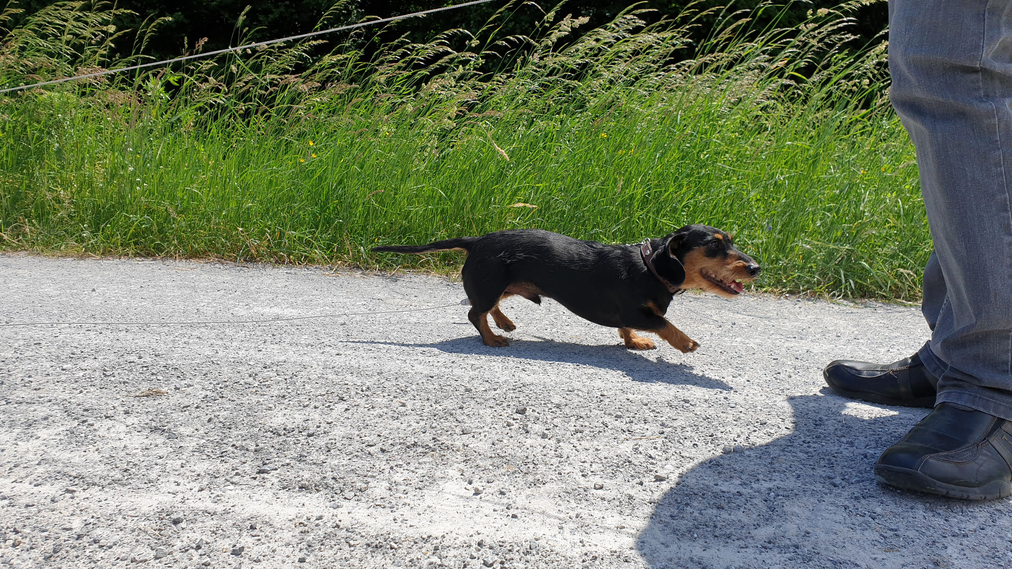 Olly hat rasch zu warm...