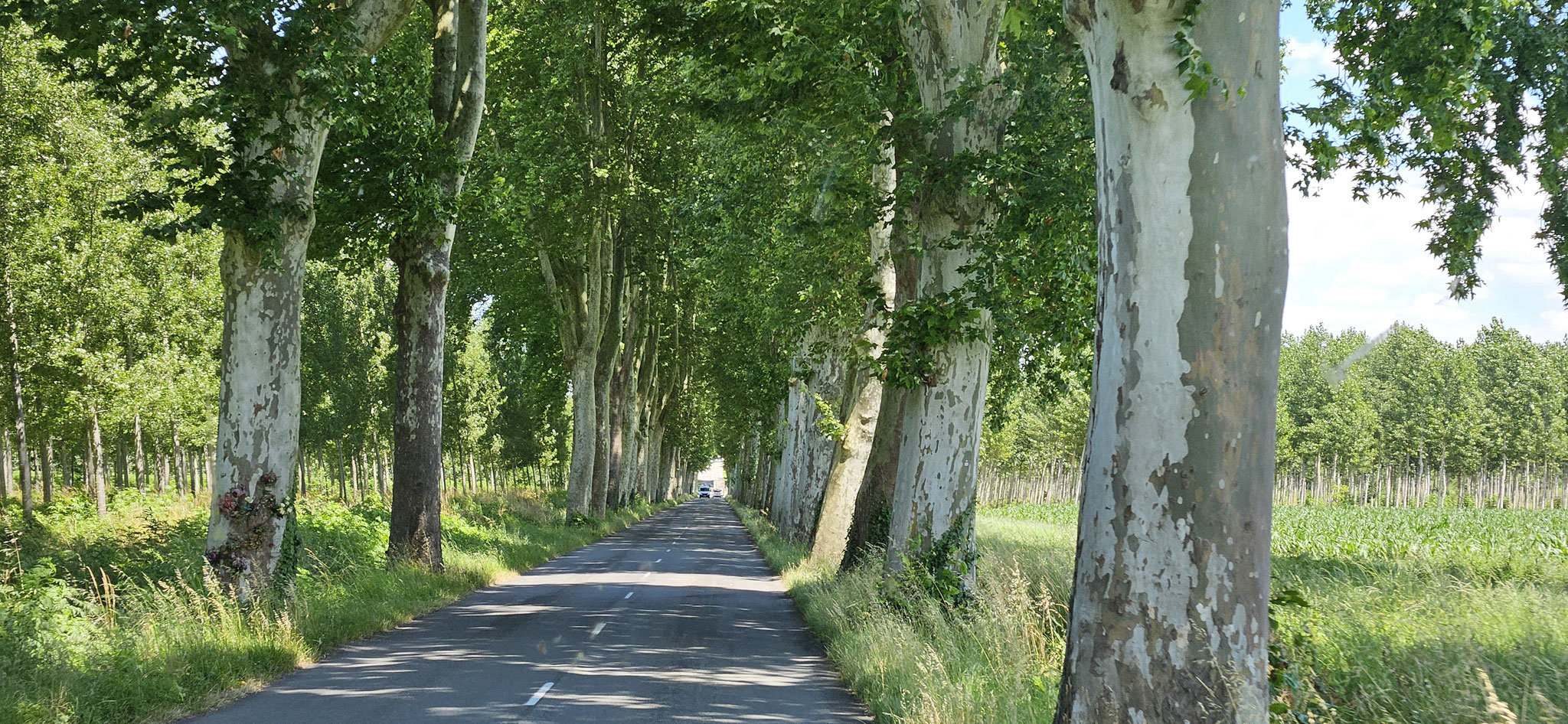 Eine weitere Allee mit riesigen uralten Bäumen
