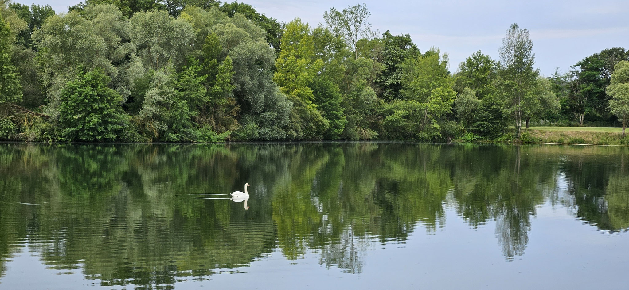 Daniela bekommt Besuch von einem freundlichen Schwan