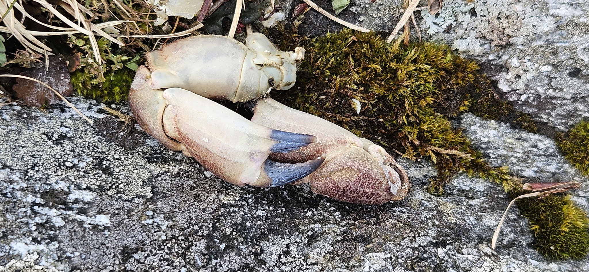 Ohje - die Möwe hat wohl gewonnen