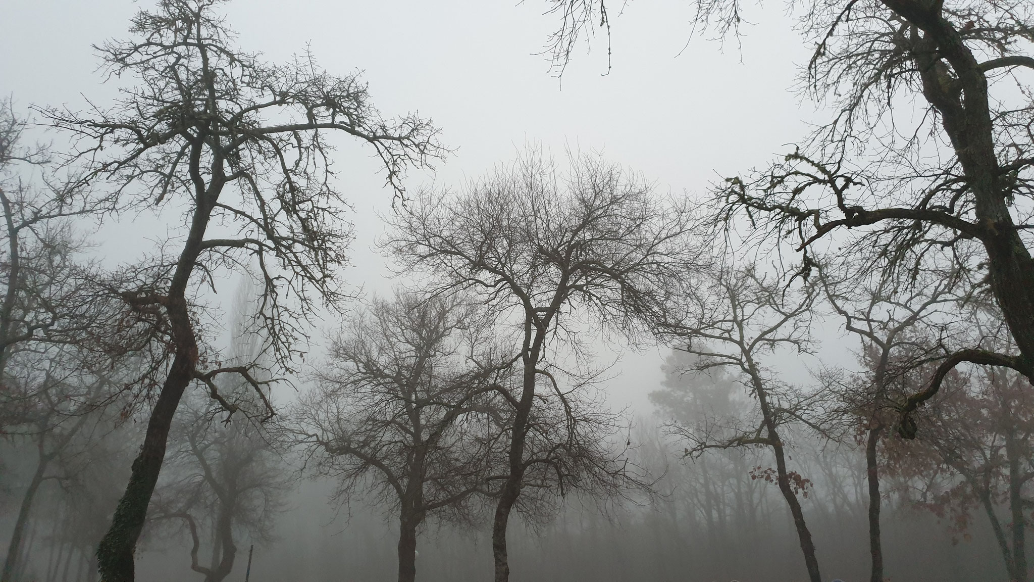 ...der Nebel ist schon da