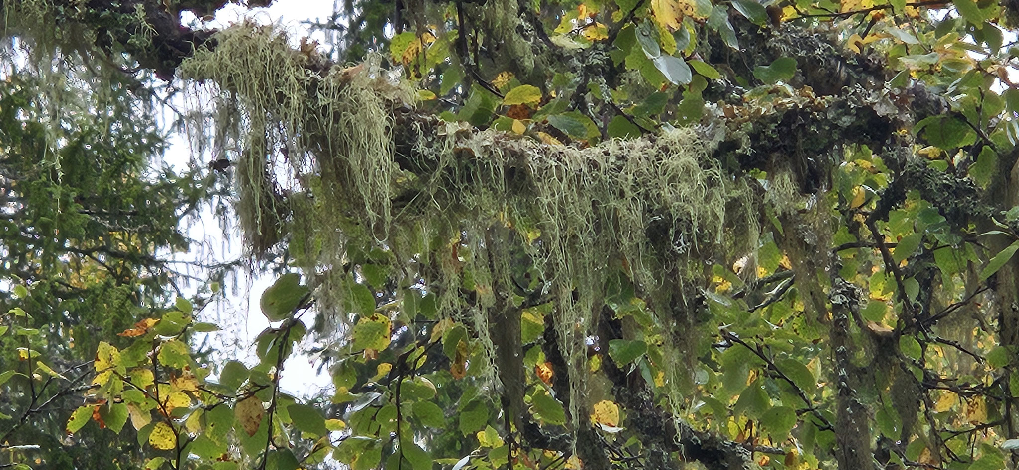 Moos und Flechten auf den Bäumen