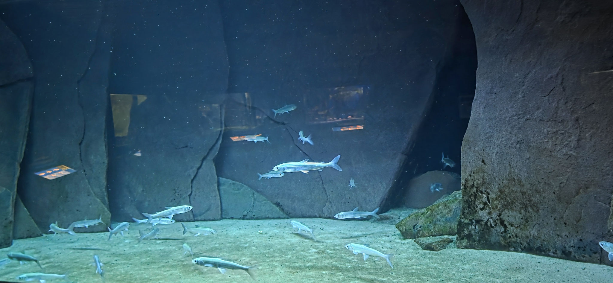 ...gibt es ein paar Fische...