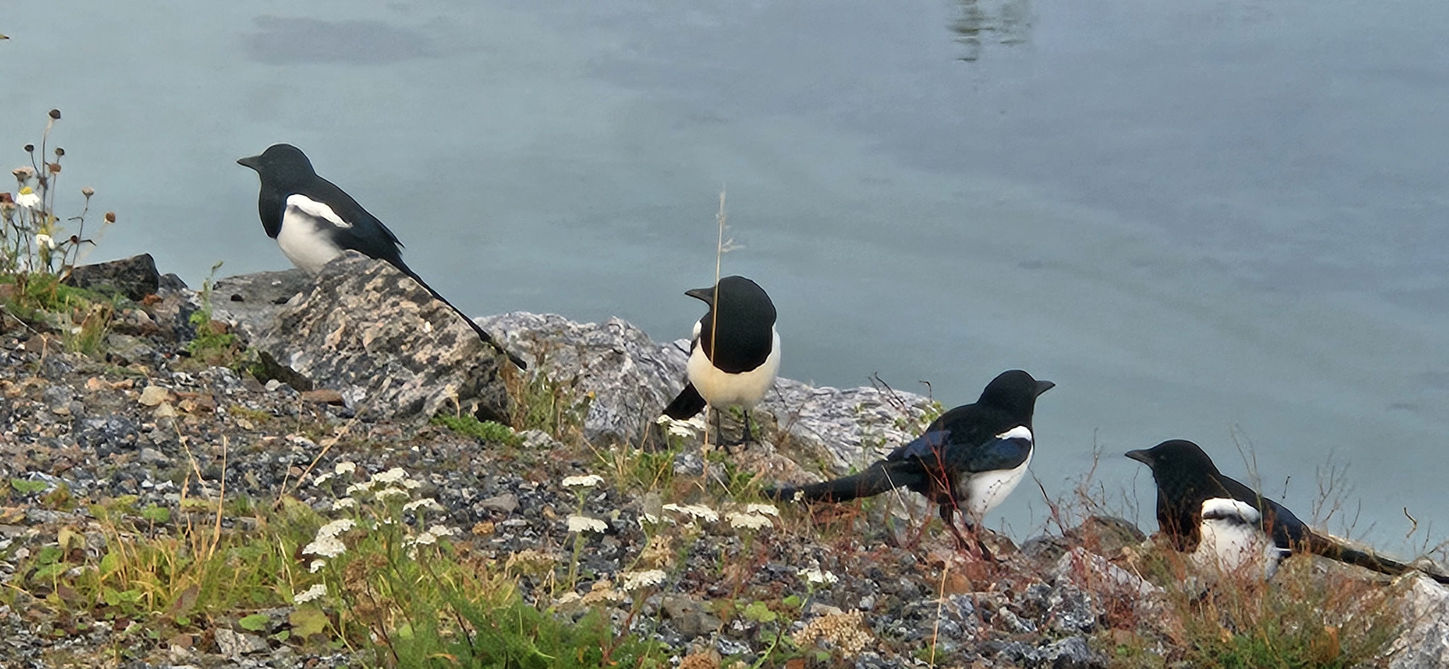 4 vom 6er-Elstern-Clan - hoffentlich haben die nicht die Austernfischer vertrieben