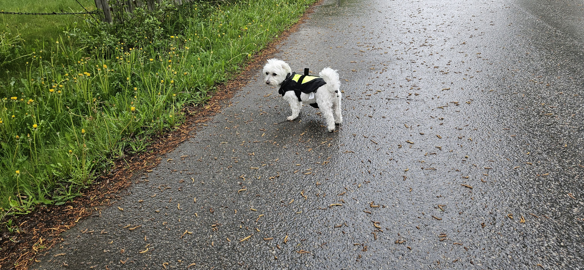 ...Wilson mit Regenkluft unterwegs