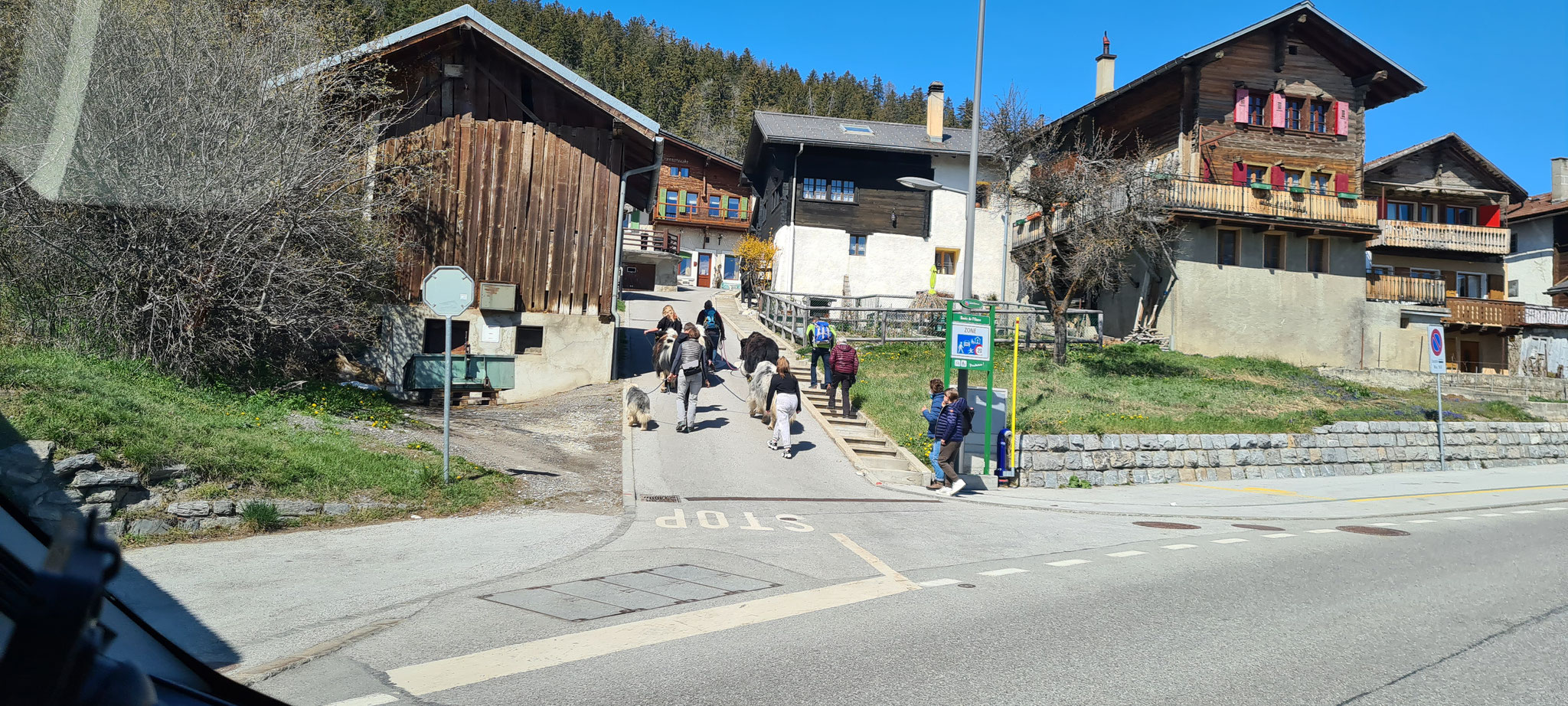 ...oder im Tibet? Yaks auf der Strasse!