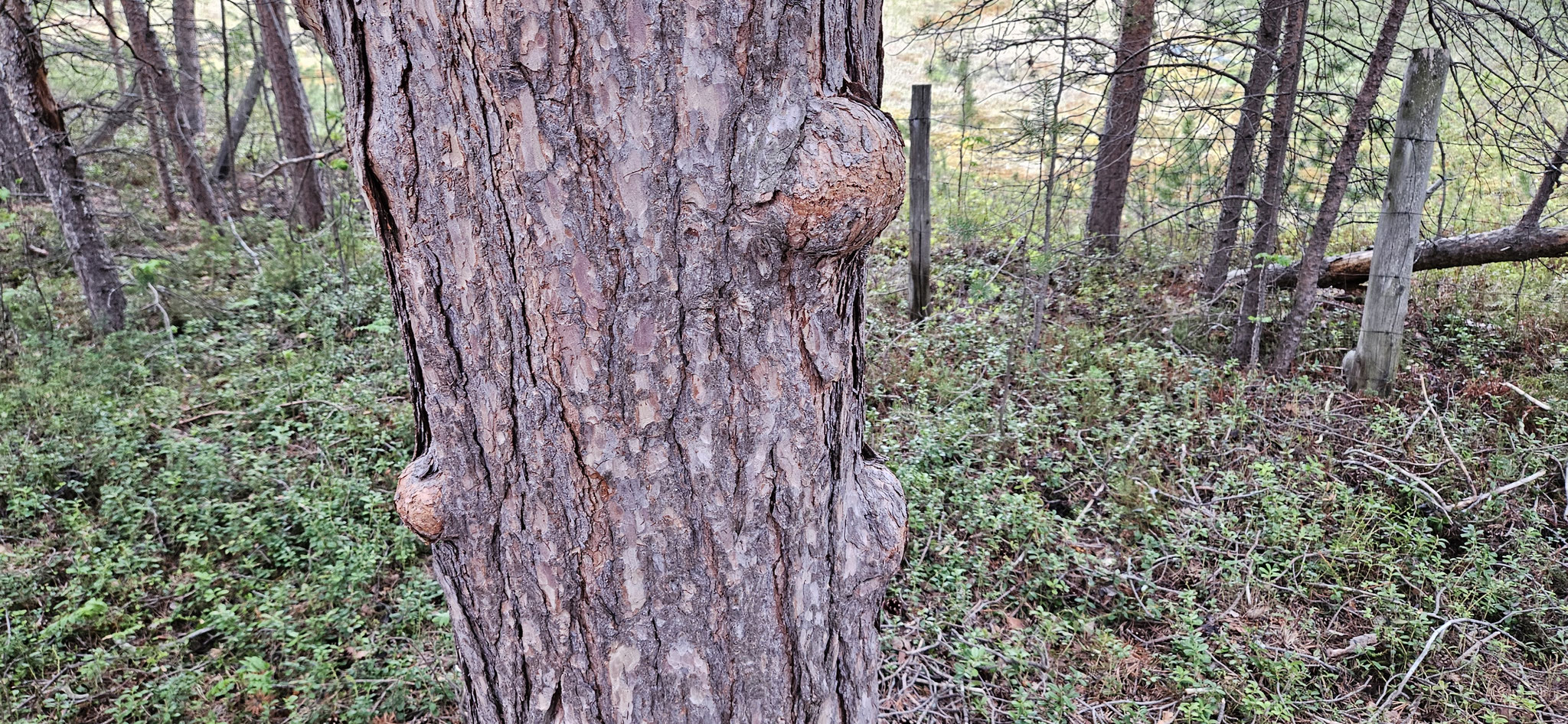 ...daraus werden die bekannten Holztassen gemacht