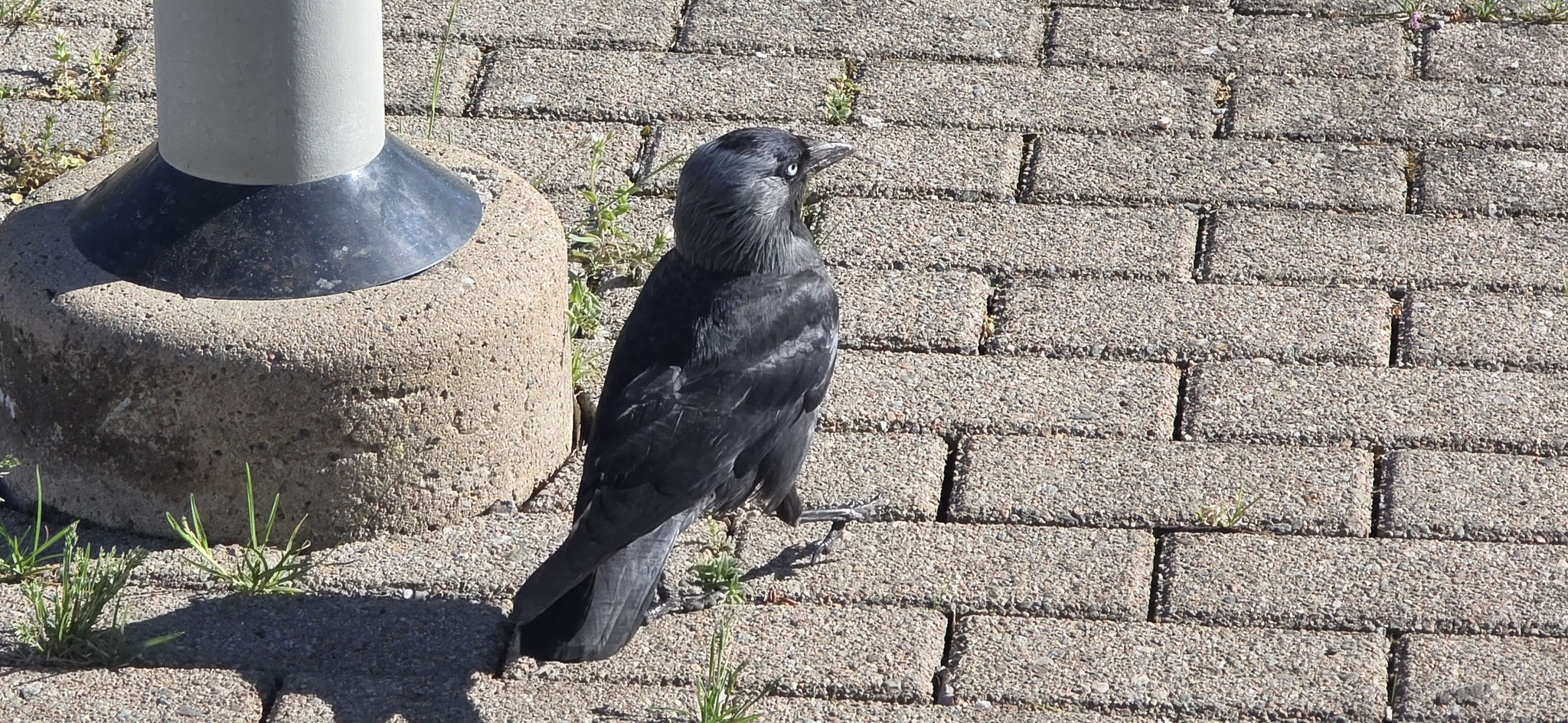 Dieser hübsche Kerl wollte mit uns mit