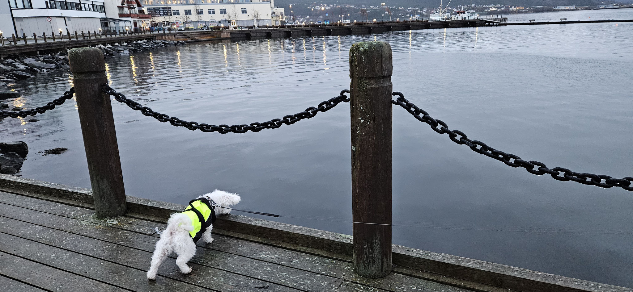 Wir gehen auf Stadttour und Wilson guckt überall runter