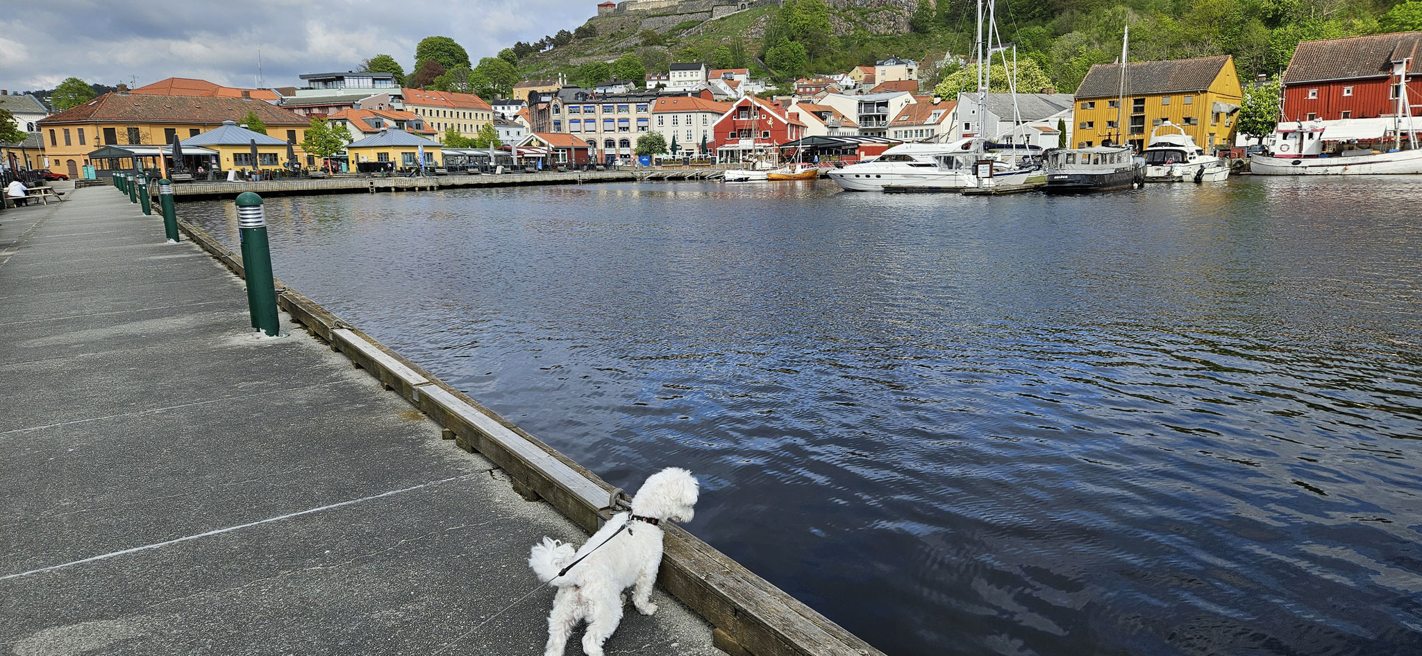 Wilson guckt ins Wasser - schon wieder