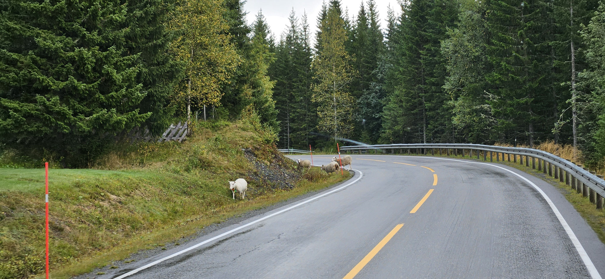 Schafe statt Elche am Strassenrand