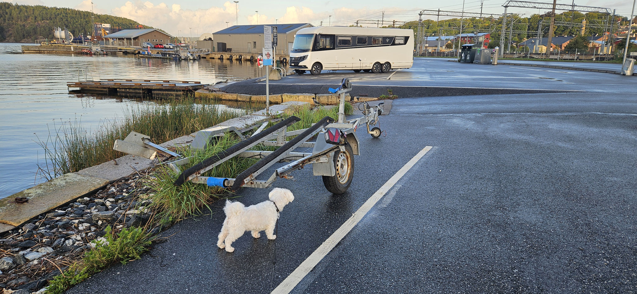 Wilson wird von der Nebelkrähe verfolgt