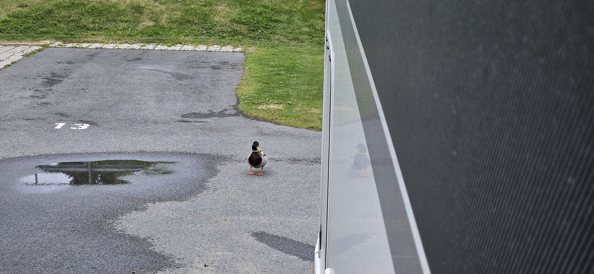 Besuch von Duffy Duck