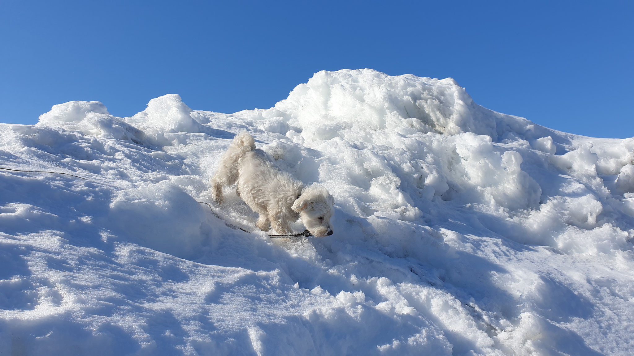 Wilson unser Schneebär