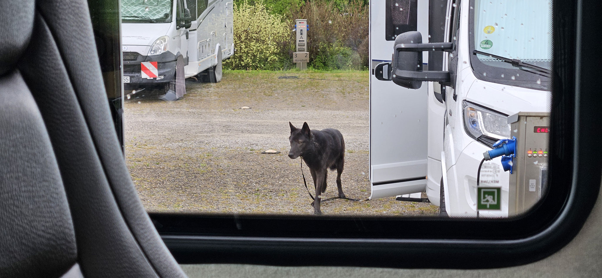 Ein Wolf in Dietingen?