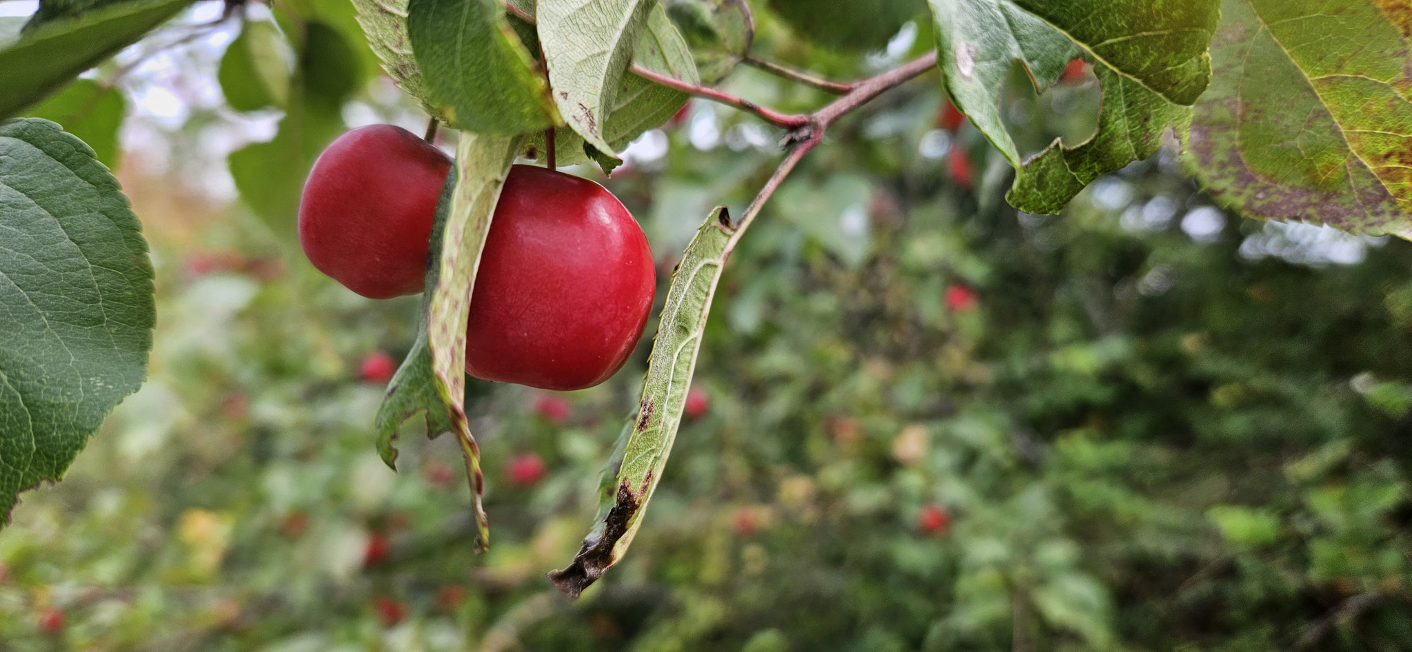 Herbstlich ist es geworden