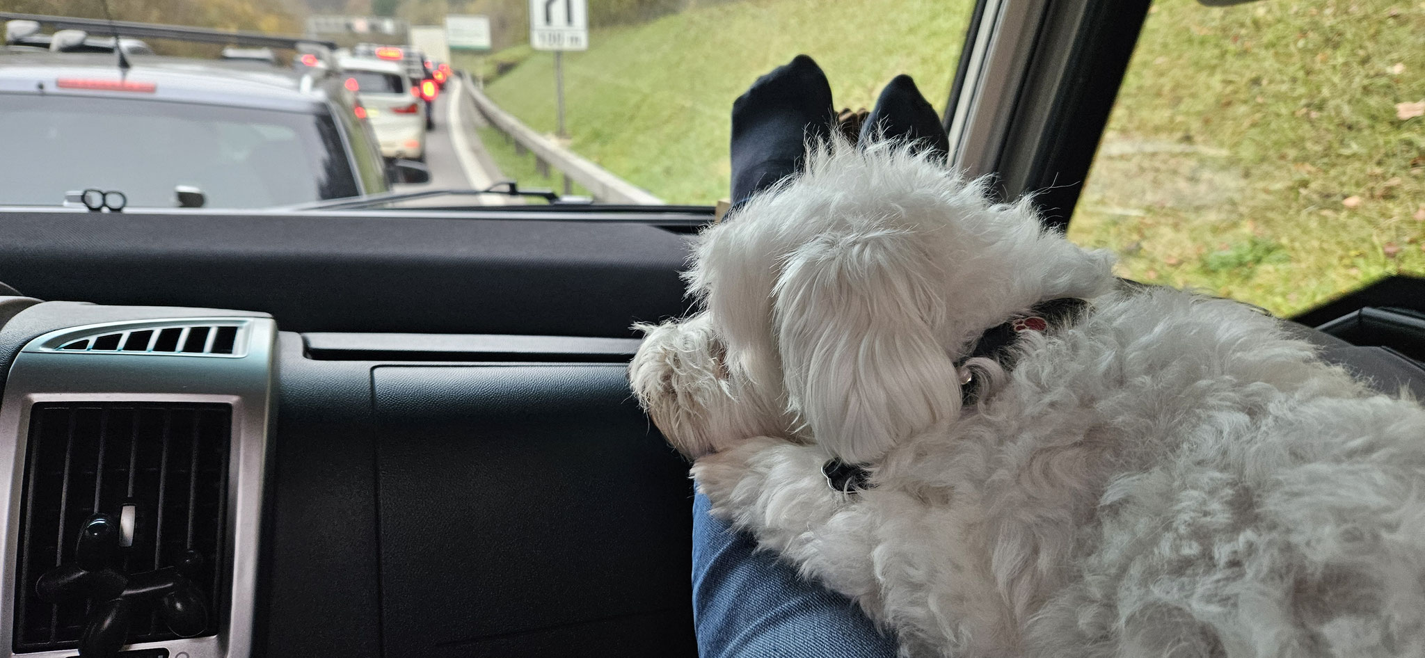 Wilson ist das egal - er geniesst die Fahrt