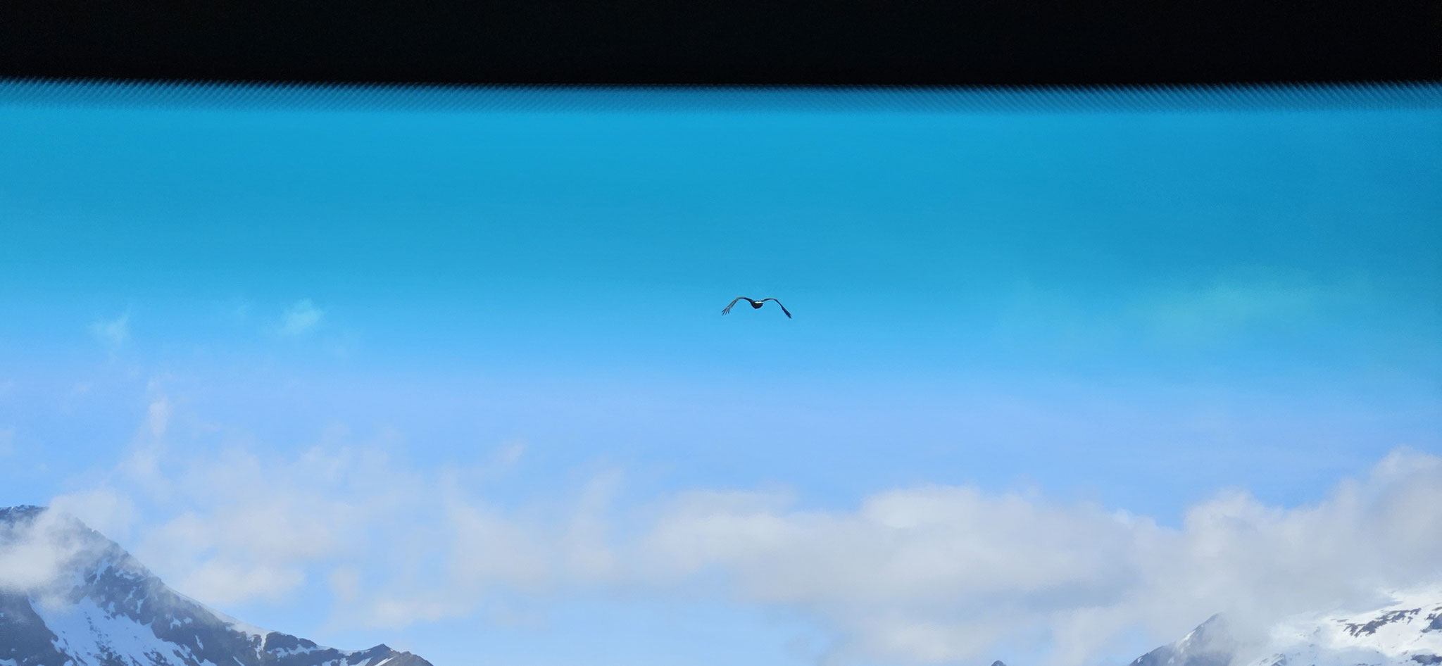 Ein Adler!