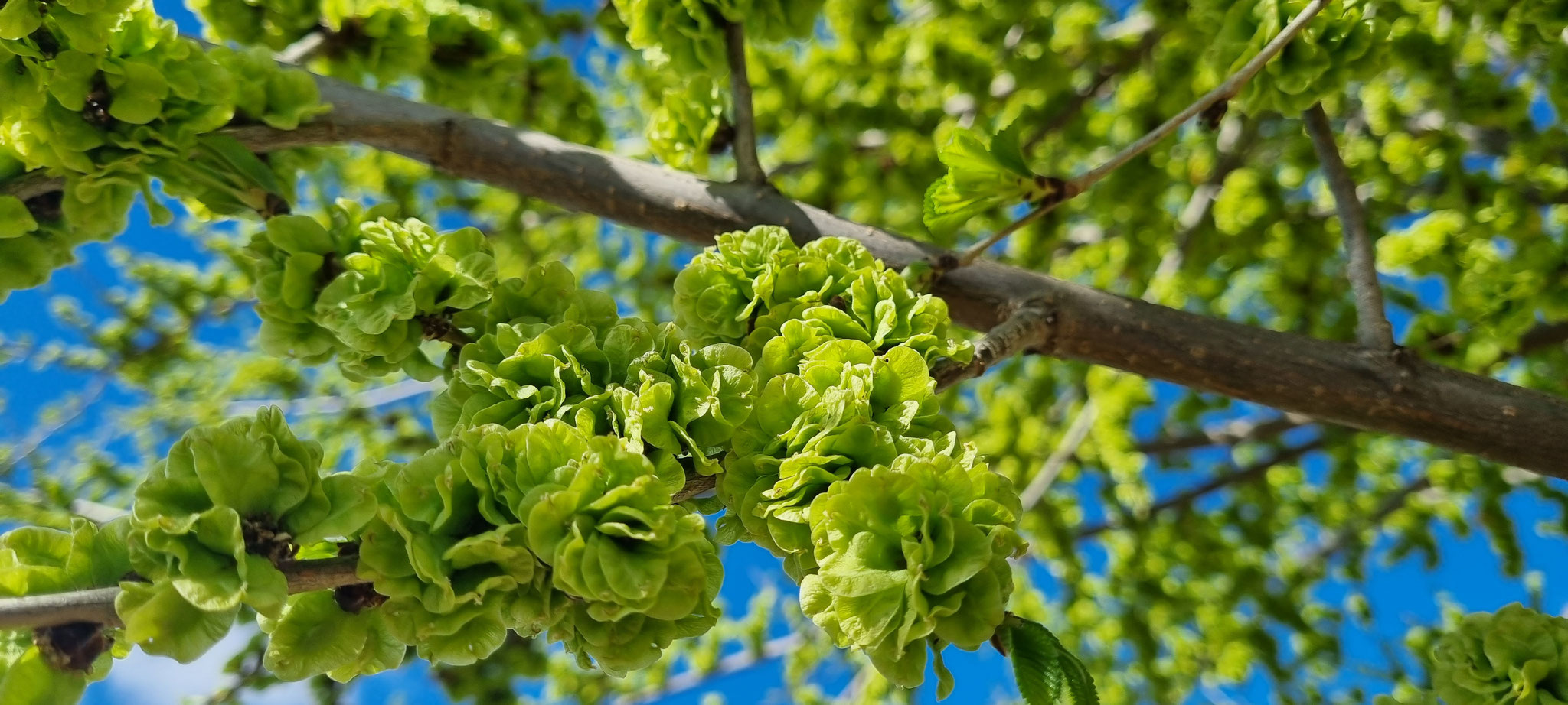 Was ist das nur für ein Baum