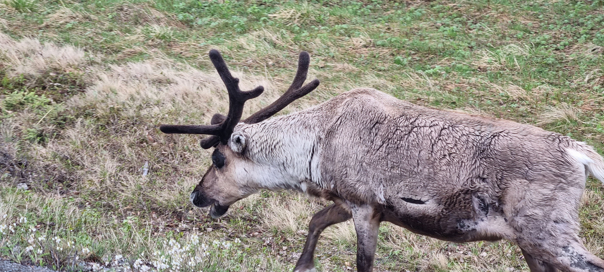 Wunderschöne Tiere - einfach schön!