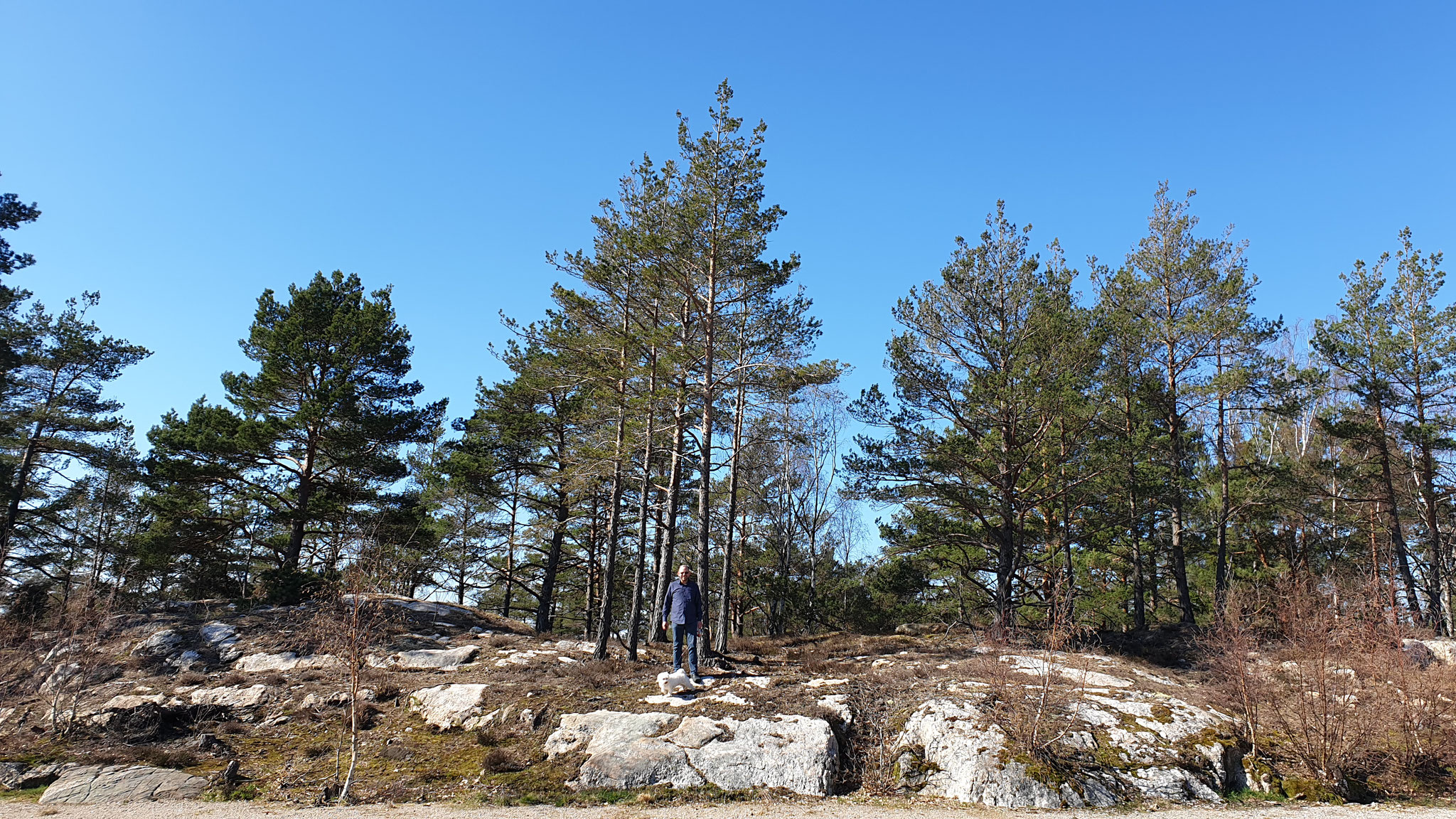 Zwei kleine Bergziegen statt Elch