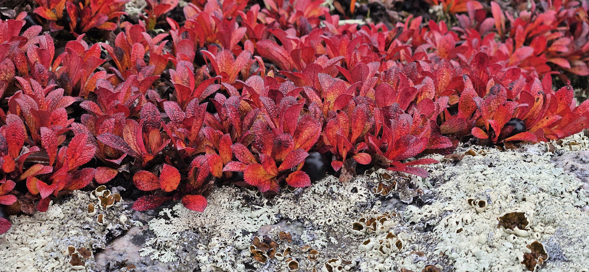 Die Pflanzen, Flechten, Büsche...