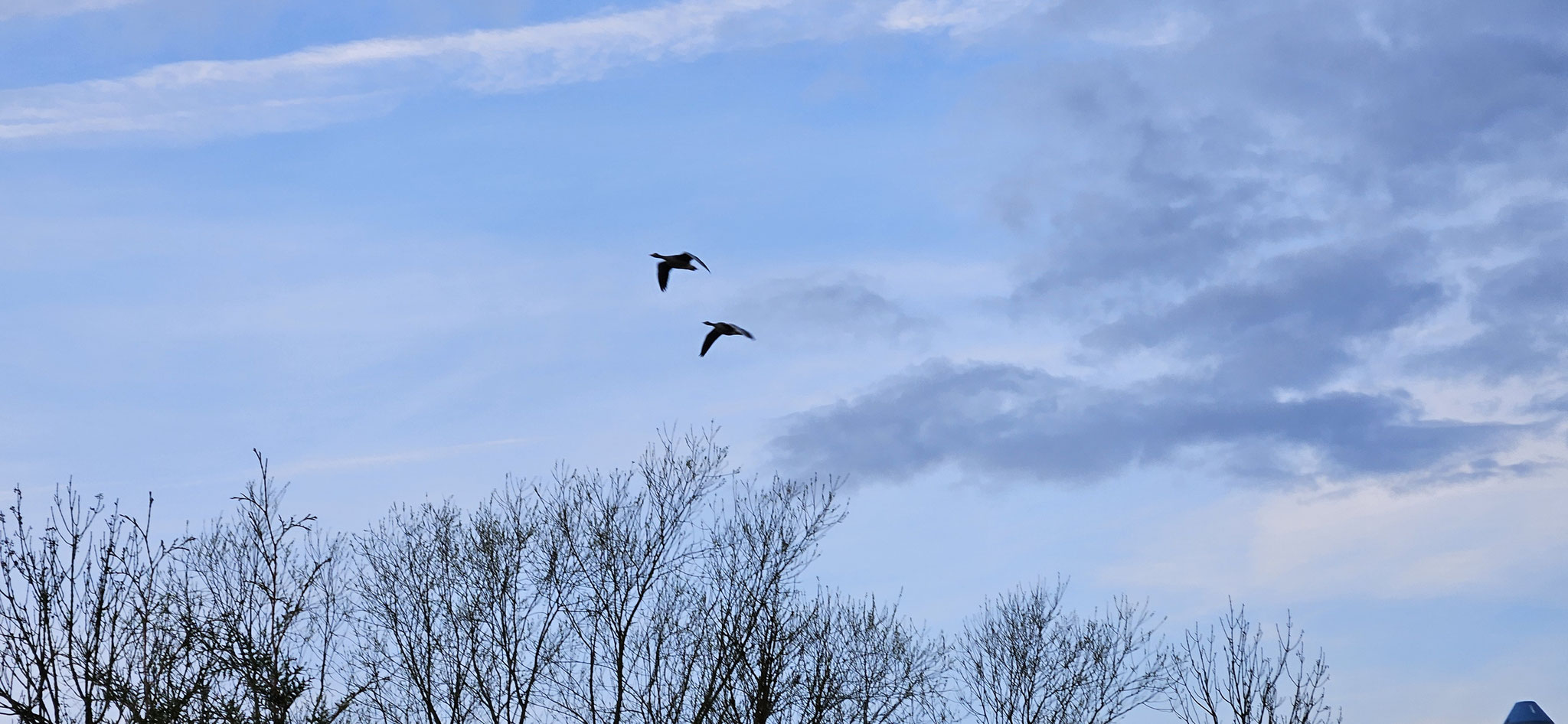 Die Gänse fliegen paarweise über uns hinweg