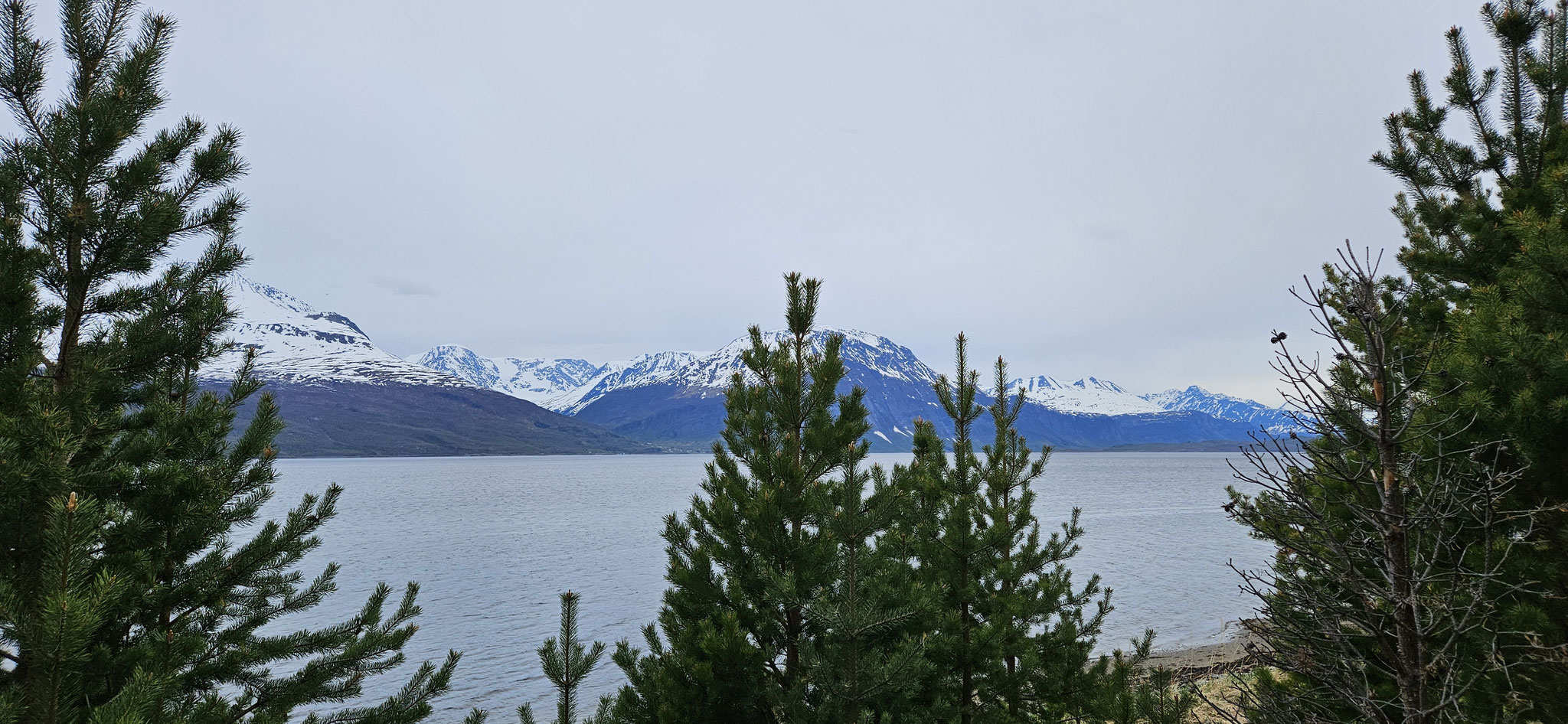 Fjell, Fjord, Tannen und Birken